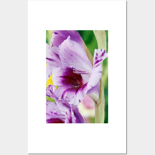 Gladiolus  'Passos' Wall Art by chrisburrows